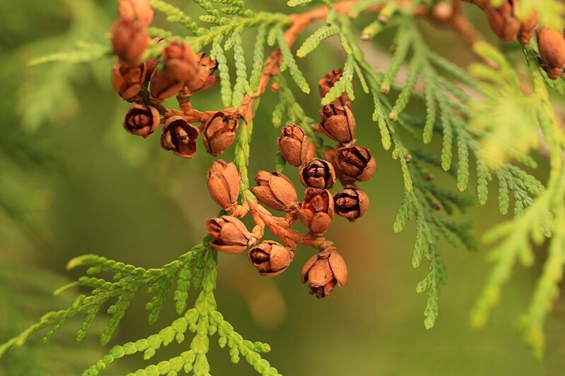 thuja occidentalis 北美香柏,柏科崖柏属.