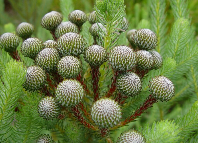 brunia albiflora 白绒球花(白球花),绒球树科绒球树属.