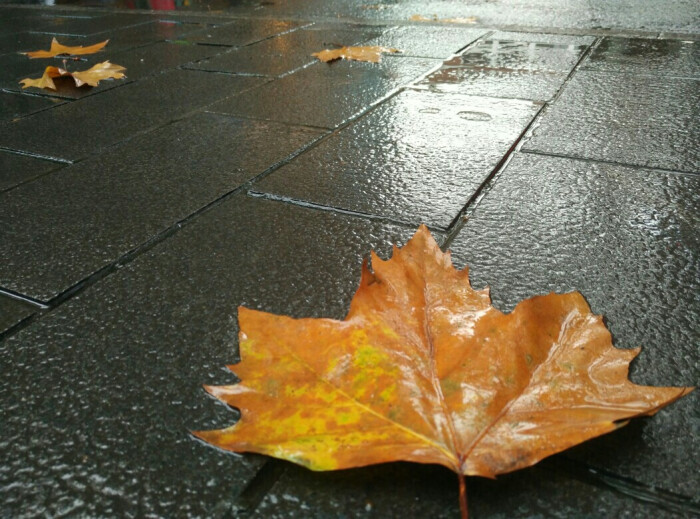 落叶告知人们秋天,雨滴点醒人们睡意
