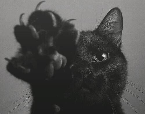 帅气黑猫!萌爪～萌喵