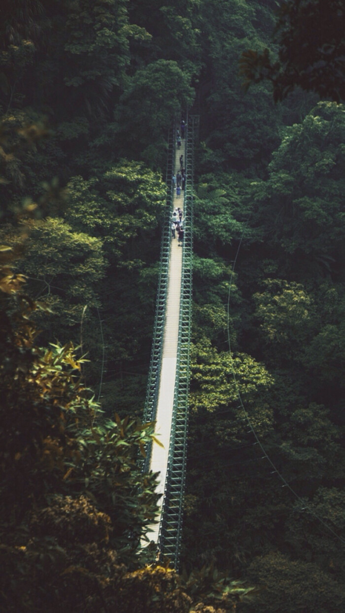 小清新 自然 手机壁纸 风景壁纸 吊桥