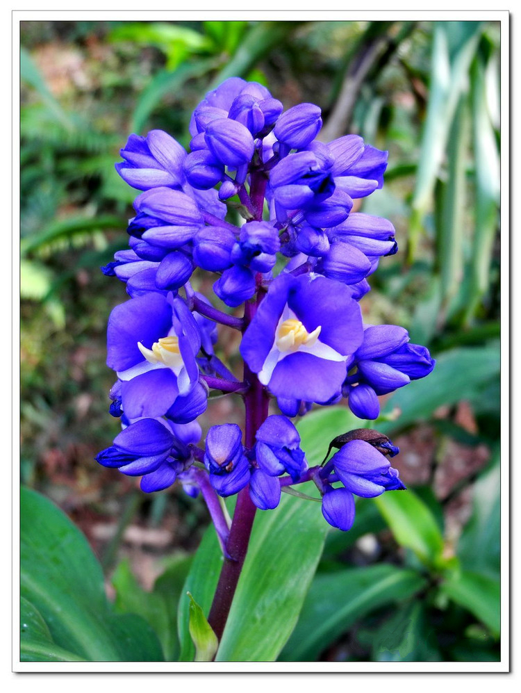 蓝姜(蓝竹花),学名:dichorisandra thyrsiflora,鸭跖草科