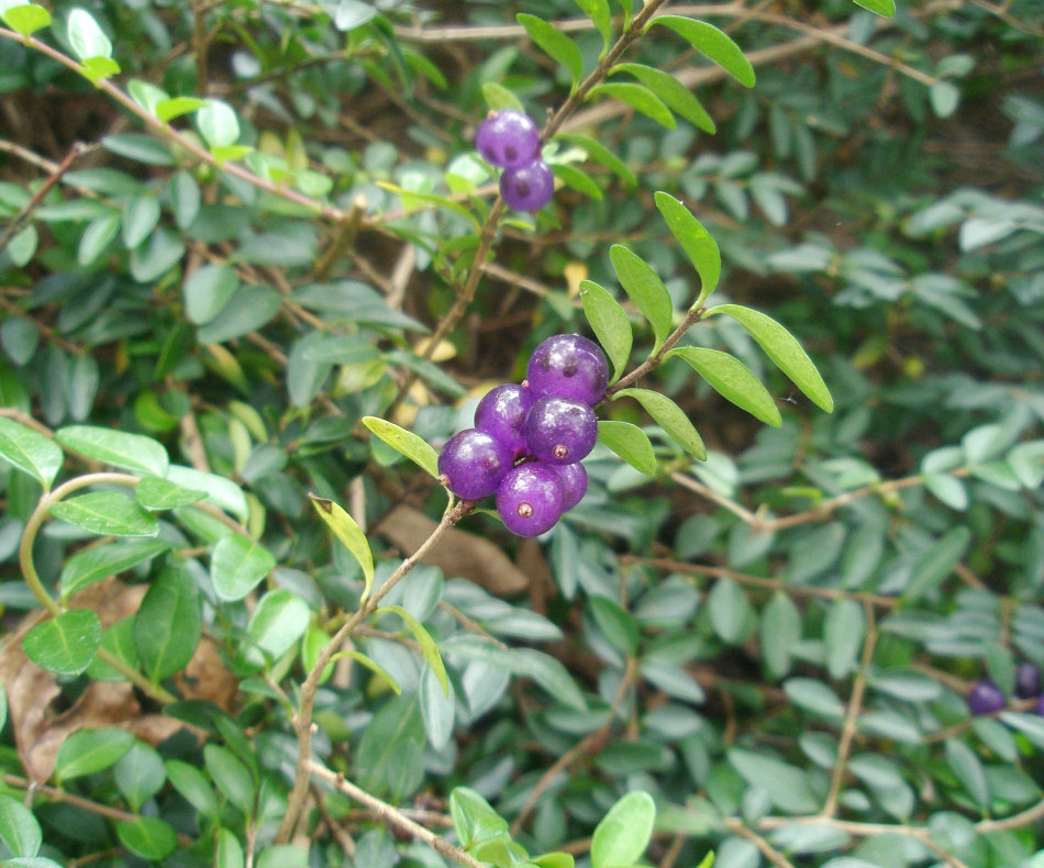匍枝亮绿忍冬(学名:lonicera nitida"maigrun")为忍冬科忍冬属的植物