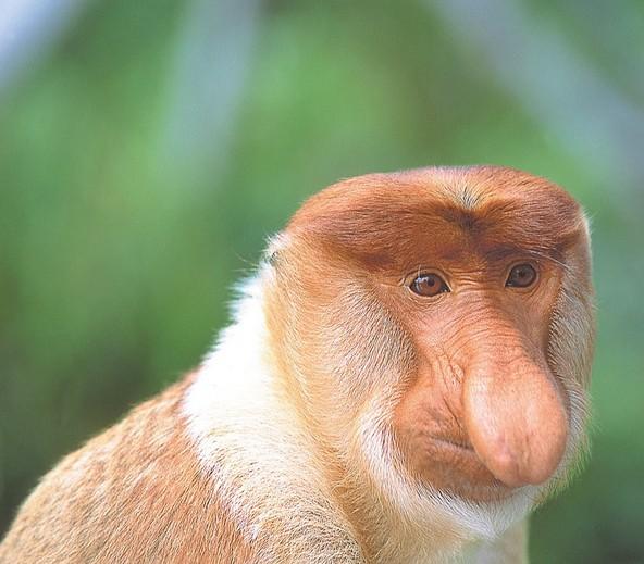 在亚洲东南部的加里曼丹岛上的一种灵长类哺乳动物,其特征为鼻子硕大