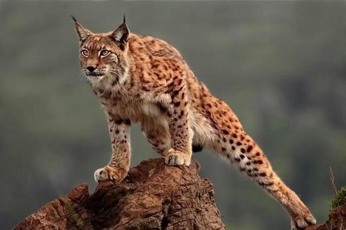 猞猁(lynx)又名猞猁狲,马猞猁,山猫,大山猫,为食肉目,猫科哺乳动物.
