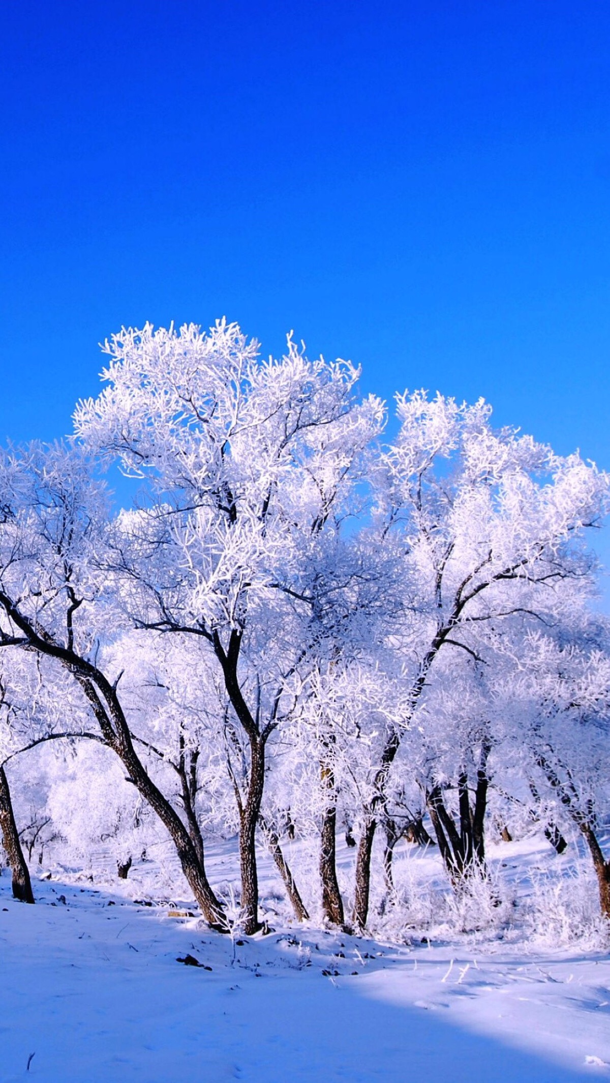 雪景手机壁纸