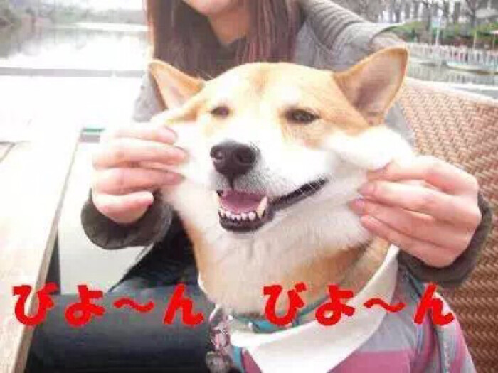 搞怪头像 情侣头 单身狗 柴犬 萌宠