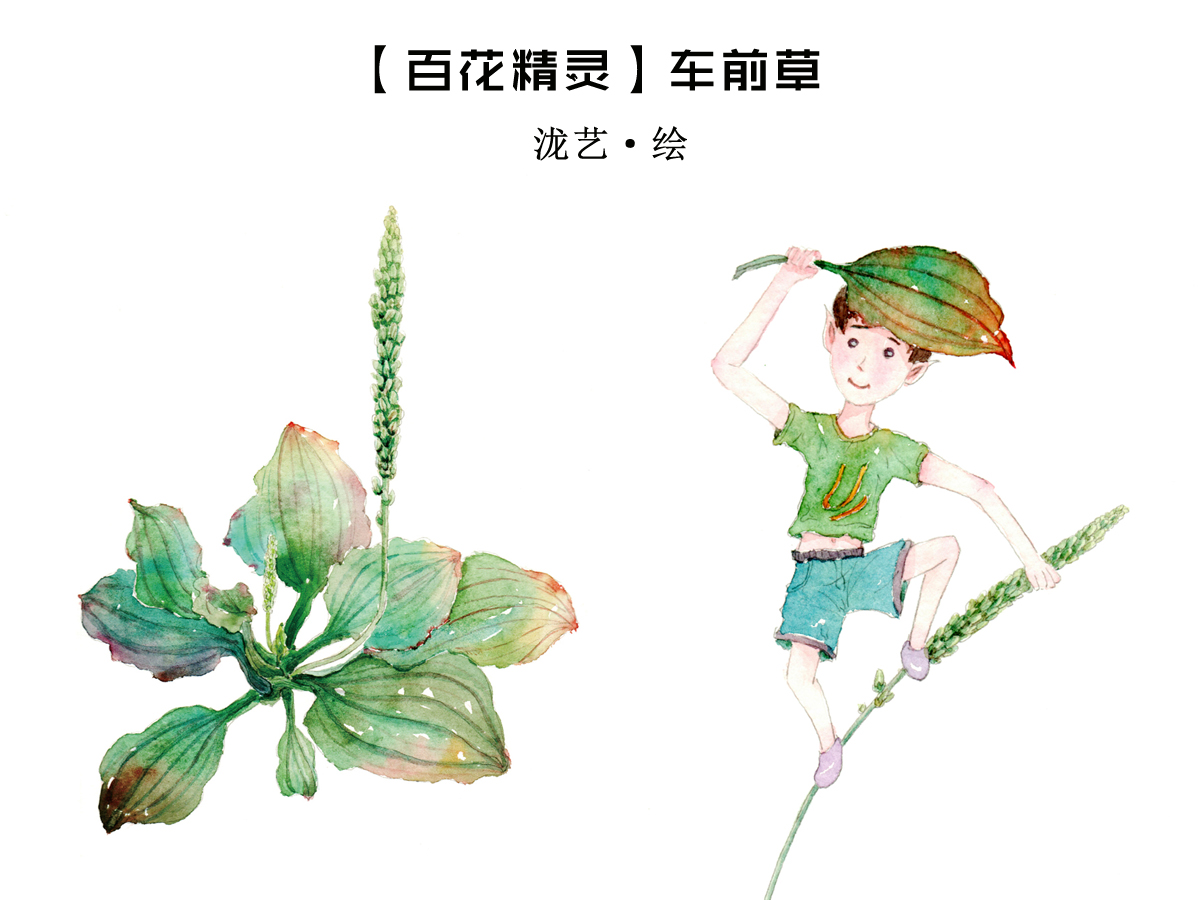 【车前草】嘿!我是车前草!