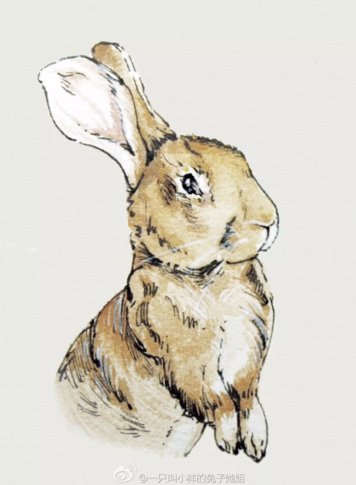 速写淡彩 水彩兔兔
