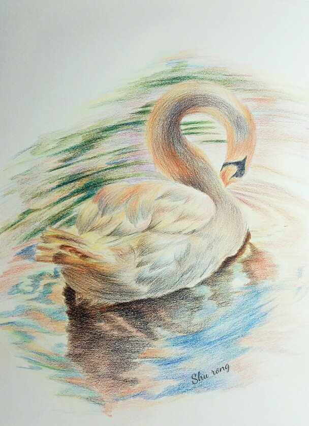 彩铅手绘,白天鹅,优雅的天鹅公主,《动物绘2》临摹