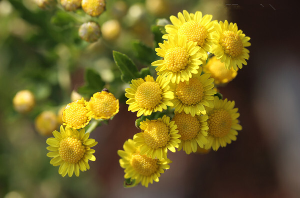 野菊花(学名:dendranthema indicum)为菊科多年生草本植物,野菊花头状