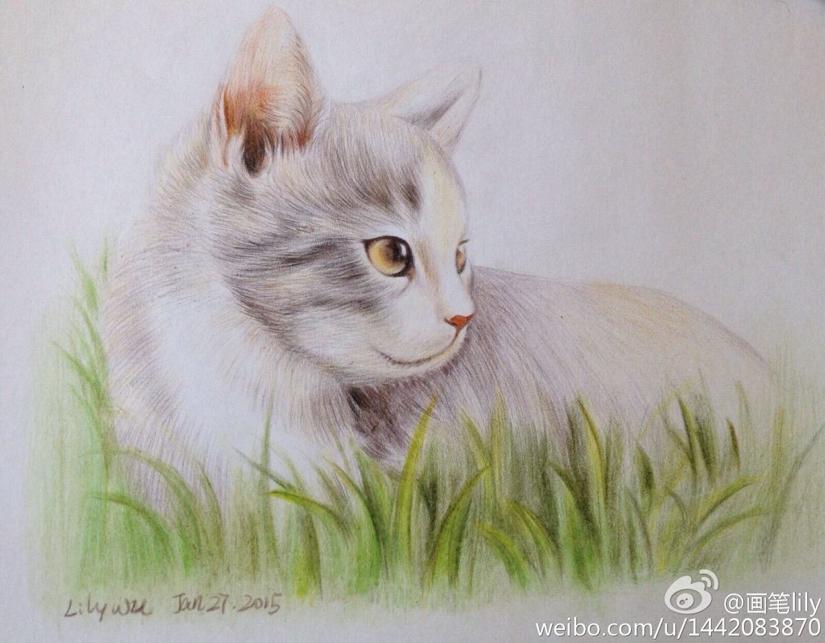 手绘彩铅画 草丛里的猫 临摹飞乐鸟