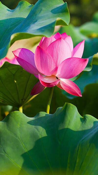花花饰界