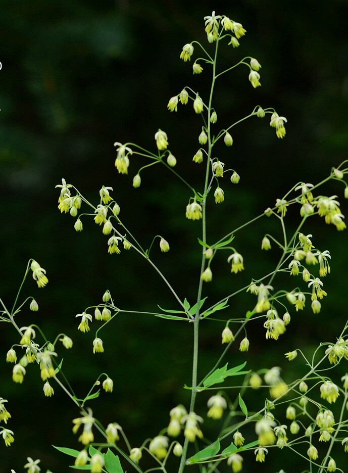 hypoleucum 东亚唐松草,毛茛科唐松草属.