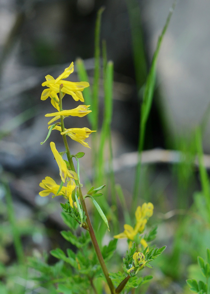 corydalis speciosa 珠果黄堇,紫堇科紫堇属.