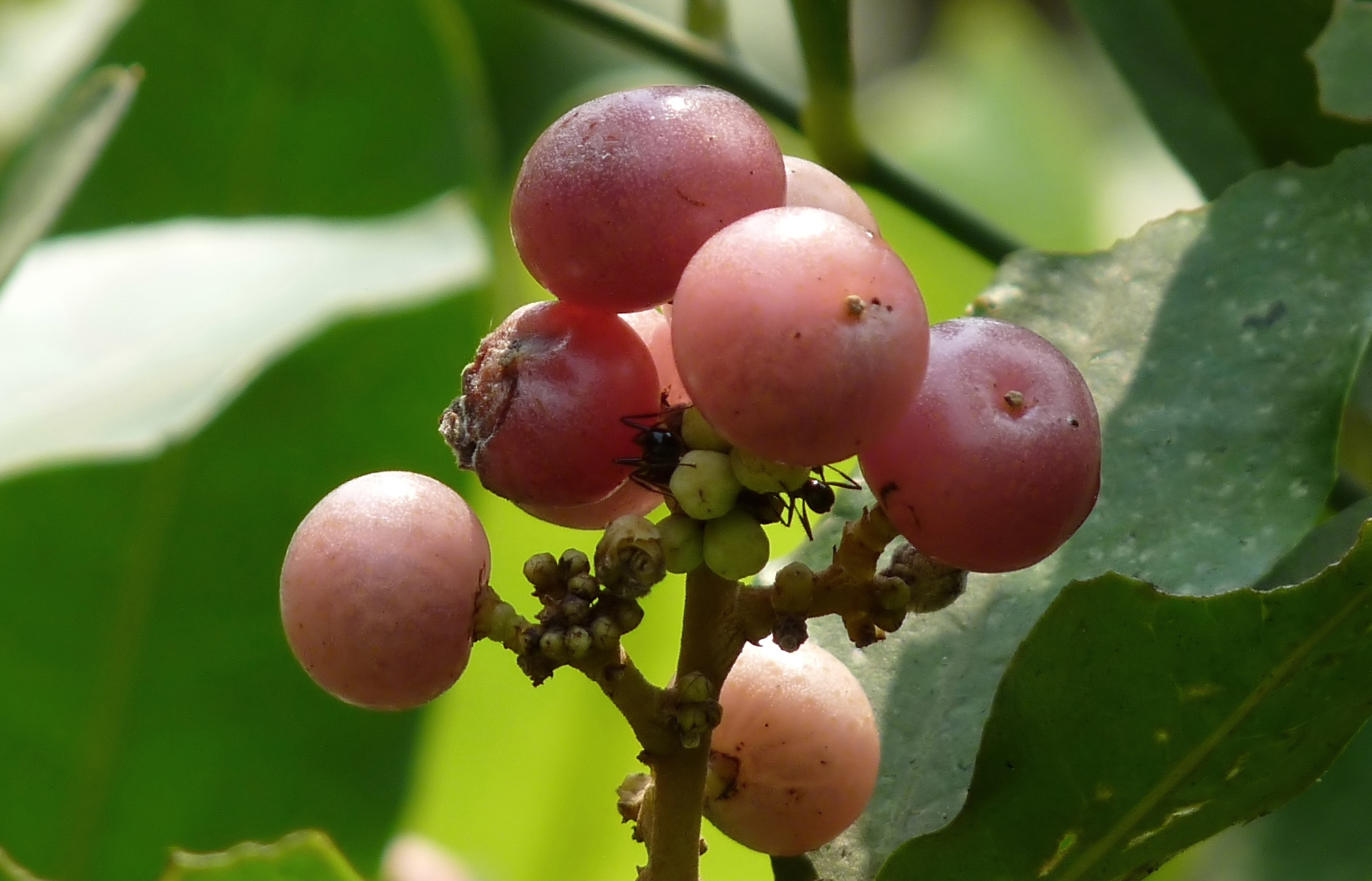 glycosmispentaphylla山小橘芸香科山小橘属味酸