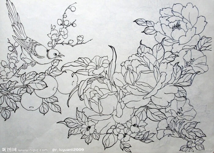 白描 传统 中国风 牡丹 国画 工笔 水墨 绘画书法 文化艺术