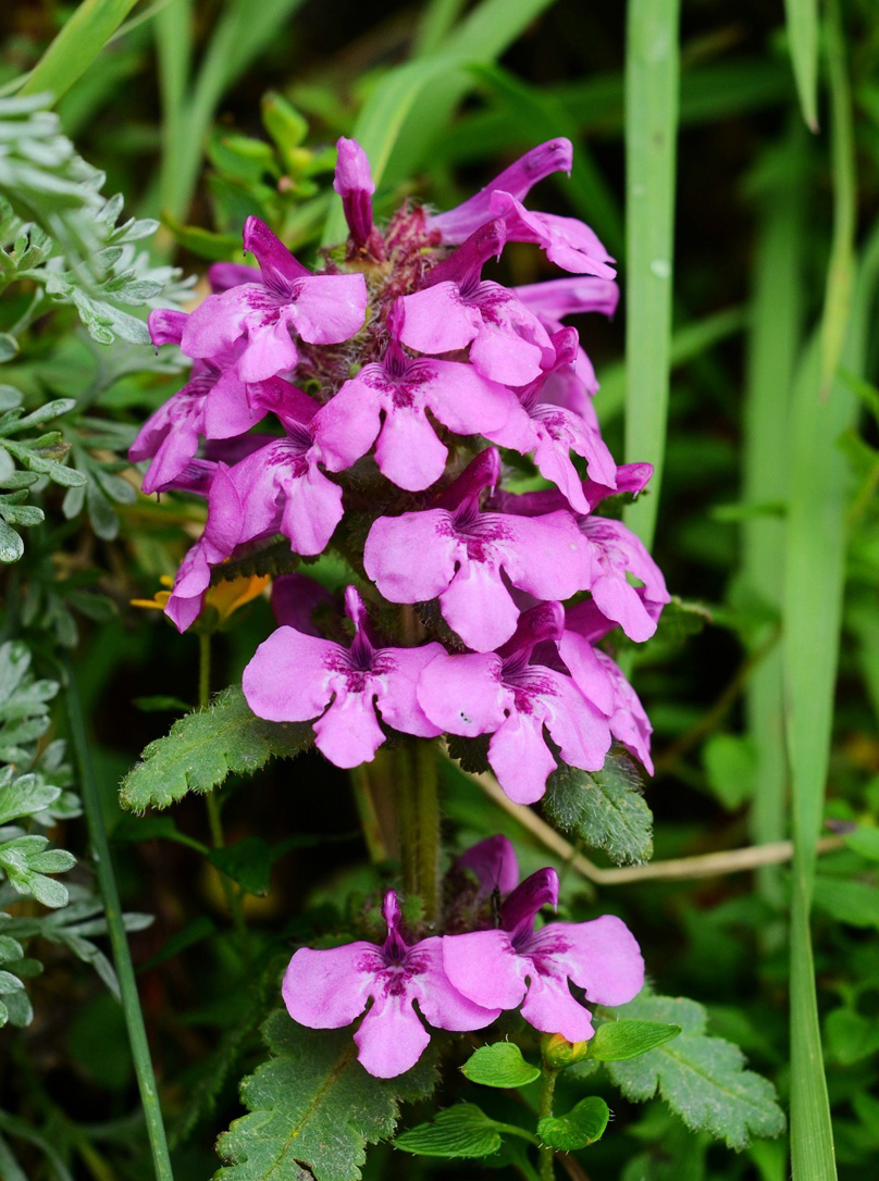 pedicularis szetschuanica 四川马先蒿,玄参科马先蒿属.