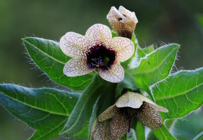 hyoscyamus niger 天仙子,茄科天仙子属.