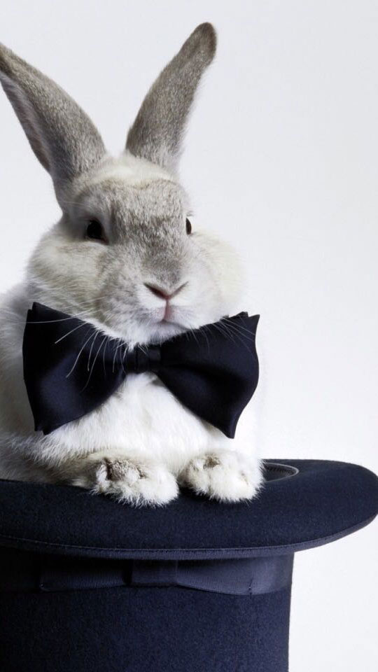 穿礼服的可爱兔子