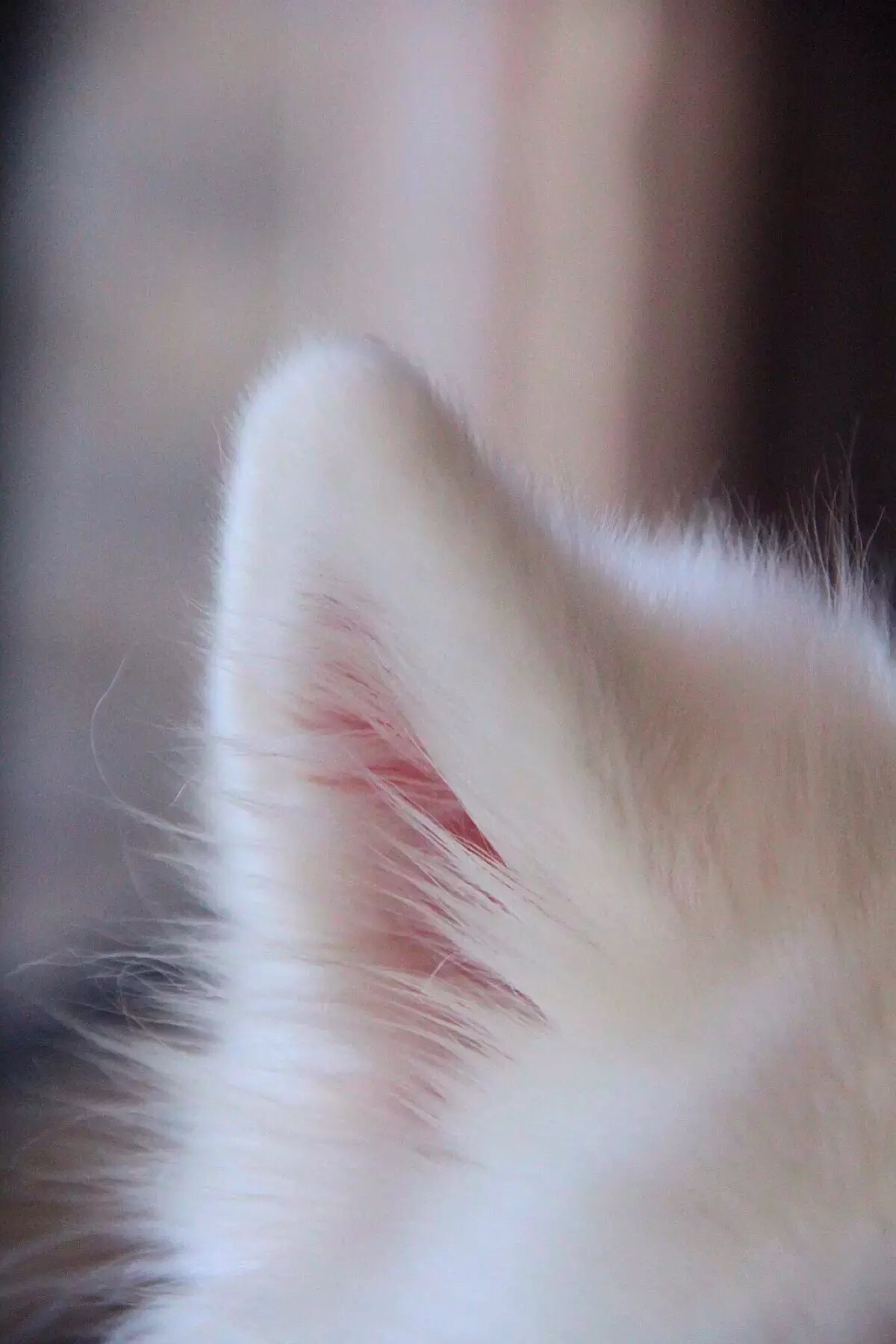 猫耳朵壁纸