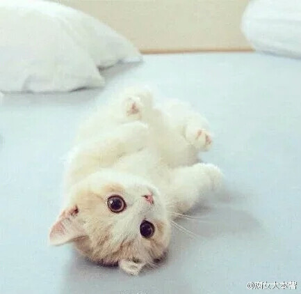 动物 喵星人 汪星人 叽星人 仓鼠 猫萌 可爱 个性 头像 壁纸 唯美 动