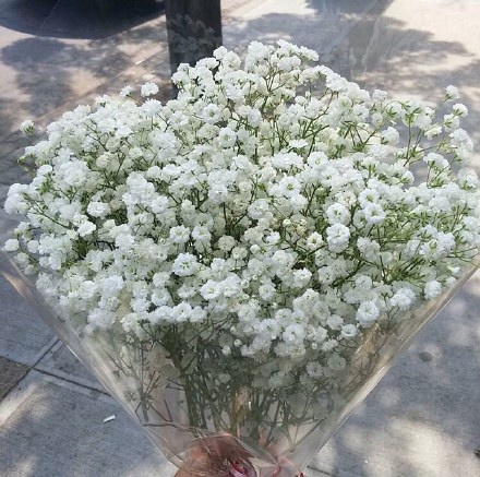 花束 满天星 baby's breath 花簇 植物 鲜花 插花 花朵 花团