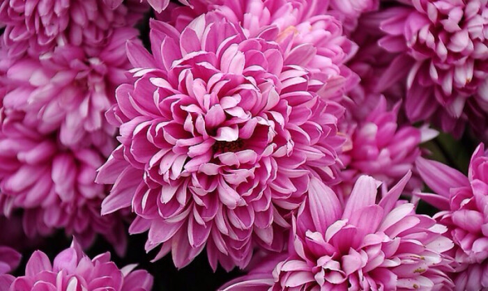 12月13日生日花:紫红色菊花 花…-堆糖,美好生