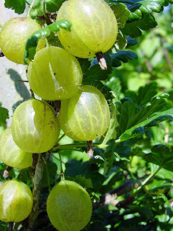 名:gooseberry;中文翻译过来叫醋栗,也可以直译为刺儿李,别名灯笼果