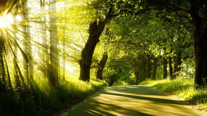 阳光穿过树林,它将美丽绽放在树影里,与时间漫步,与我们同行.