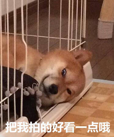 柴犬表情包 图源微博