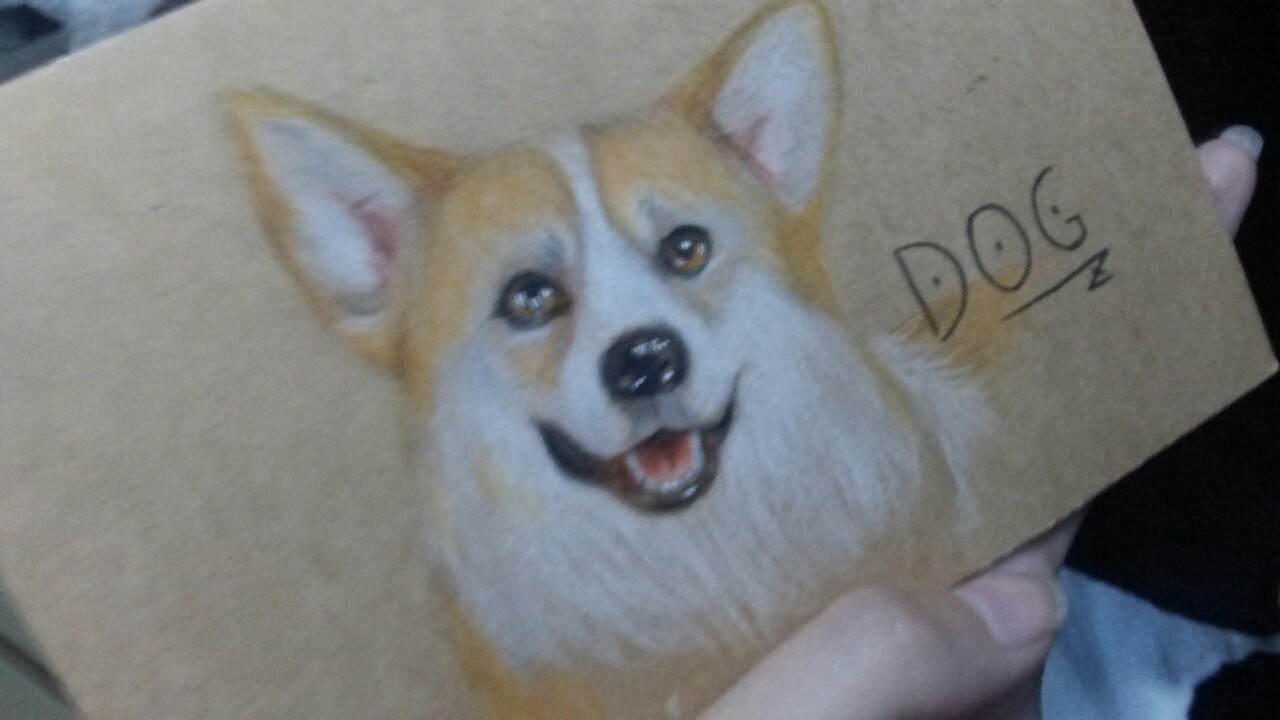 柯基犬 
