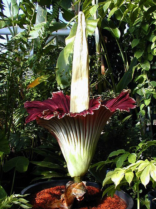 泰坦魔芋花(titanarum),又称为"尸花",它还有更形象的一个名字"尸臭