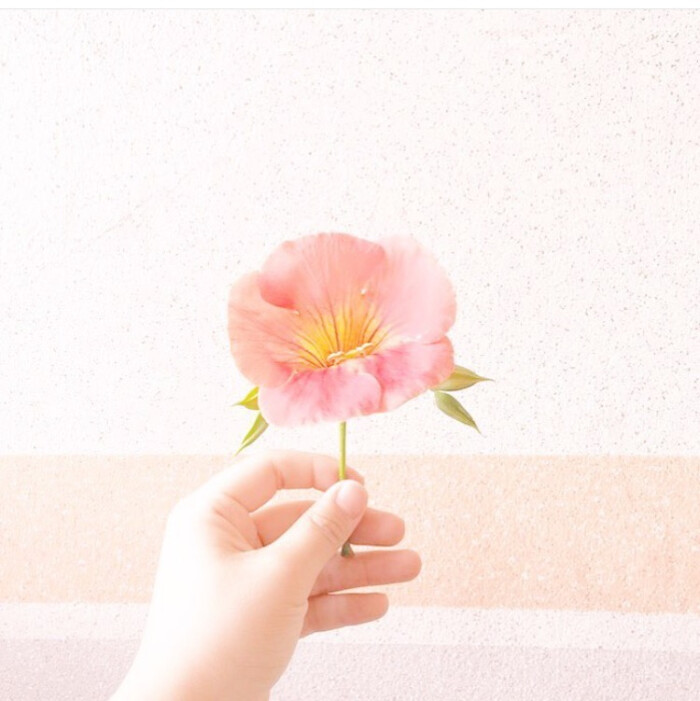 粉色 花朵 背景图 封面 微信 微博 暖色 粉色 粉嫩