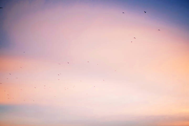 天空 粉色 背景图 封面 鸟飞过