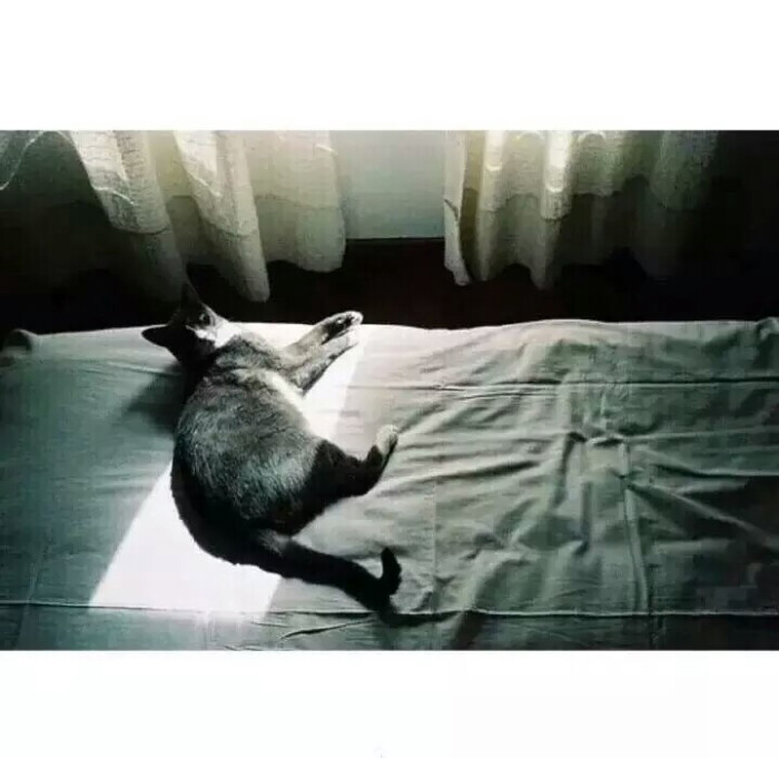 猫星人,睡觉壁纸