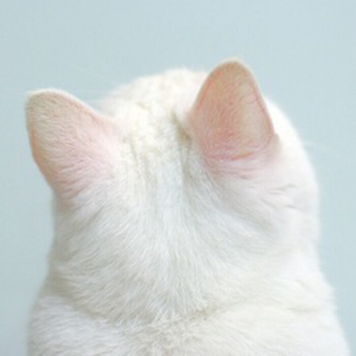 清新 猫咪 背影