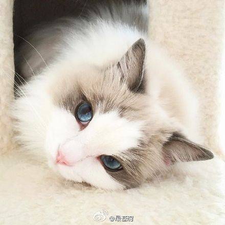 美美哒布偶猫小公主太实在是太漂亮了^_^眼睛真的好漂亮 其实他是一枚