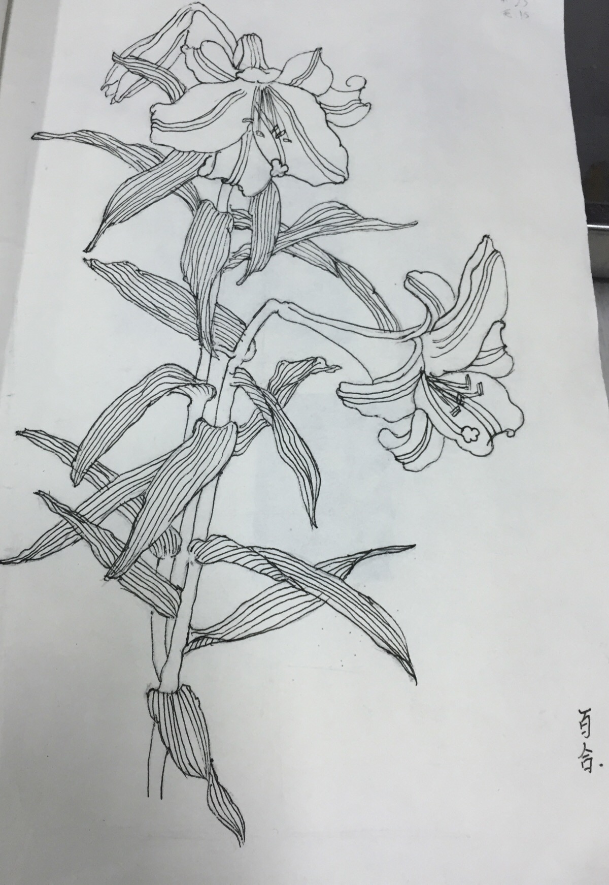 自己画的白描百合.