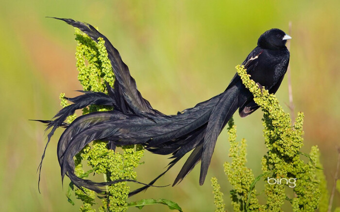 长尾巧织雀,脊椎动物亚门,鸟纲,织雀科,分布于非洲中南部地区.