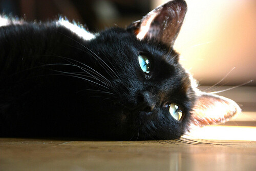 鸳鸯眼黑猫