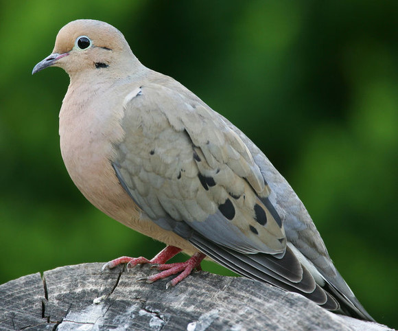 灰斑鸠(学名:streptopelia decaocto),俗称灰鸽子,是鸟类世界中最大的