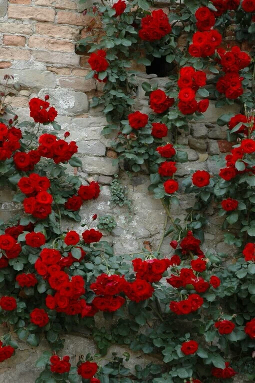 满墙的红色蔷薇