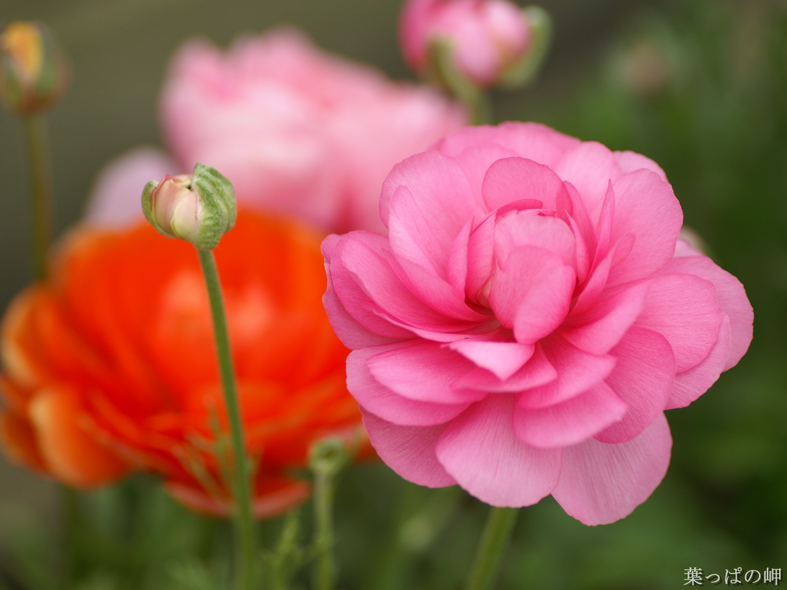 花毛茛 