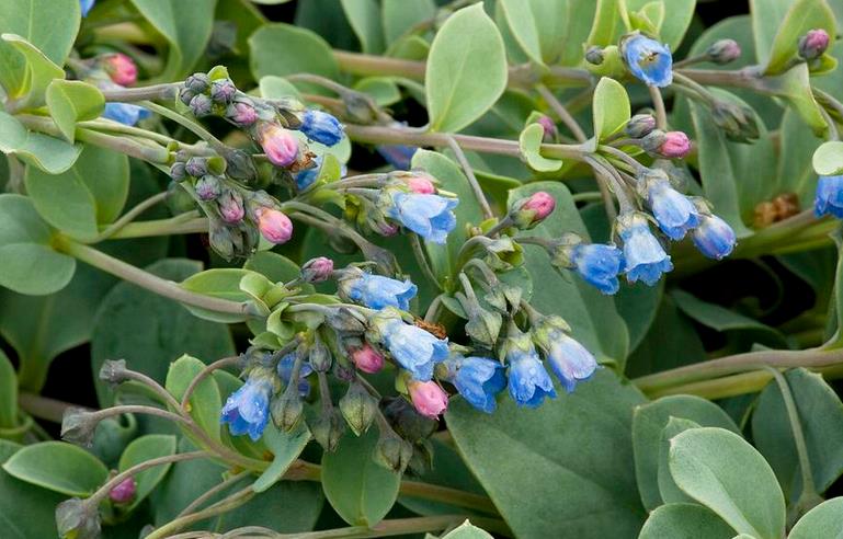 oyster plant(mertensia maritima)聚合草