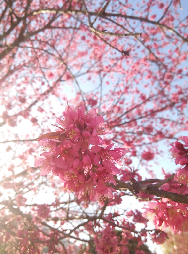 美丽冬樱花