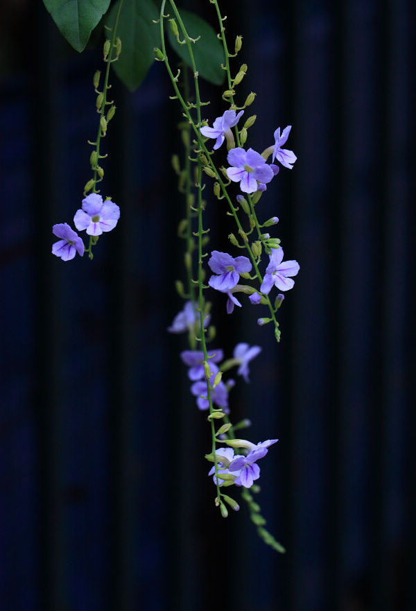 紫丁香花朵摄影