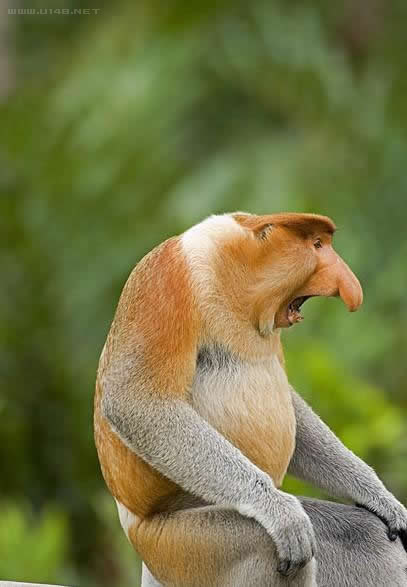 不管这种说法是否老套,长鼻猴都被认为是动物界长相最滑稽的一700