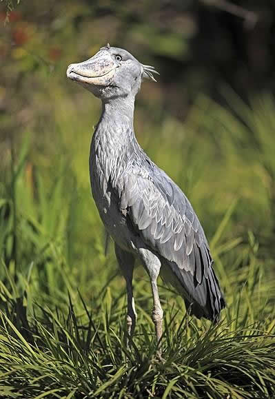 鲸头鹳(balaeniceps rex)这种大型非洲鸟类长得很像鹭,拥有很大的嘴巴