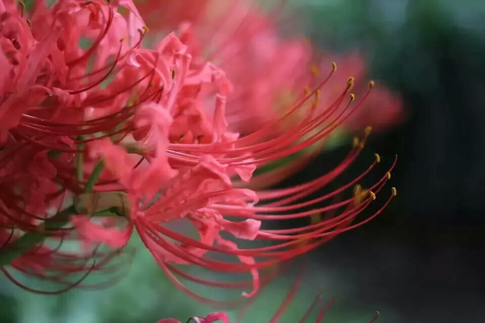 石蒜花 雅称彼岸花 也叫曼珠沙华